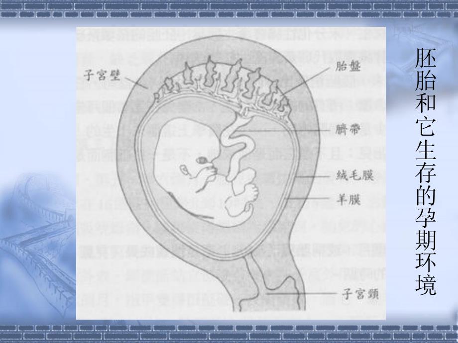 发展心理学第二章--胎儿期孕期的发展_第4页