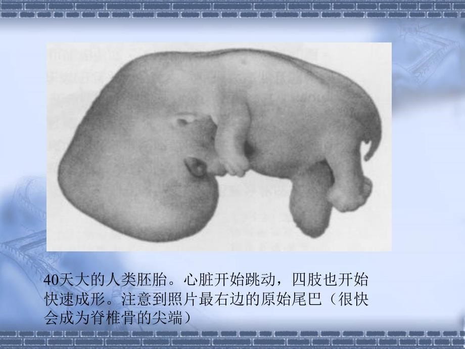 发展心理学第二章--胎儿期孕期的发展_第5页