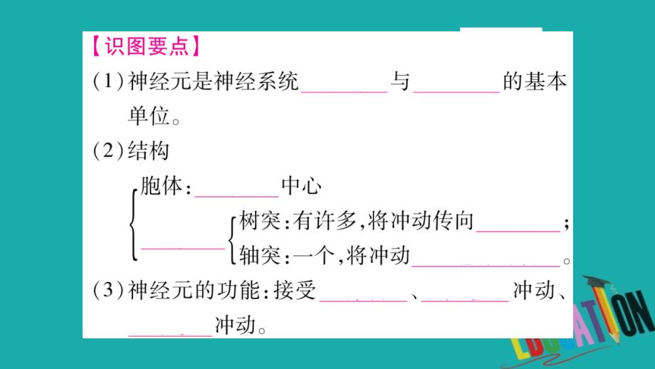 2018中考生物总复习 教材考点梳理 七下 第4单元 第12章 人体的自我调节课件 北师大版_第4页