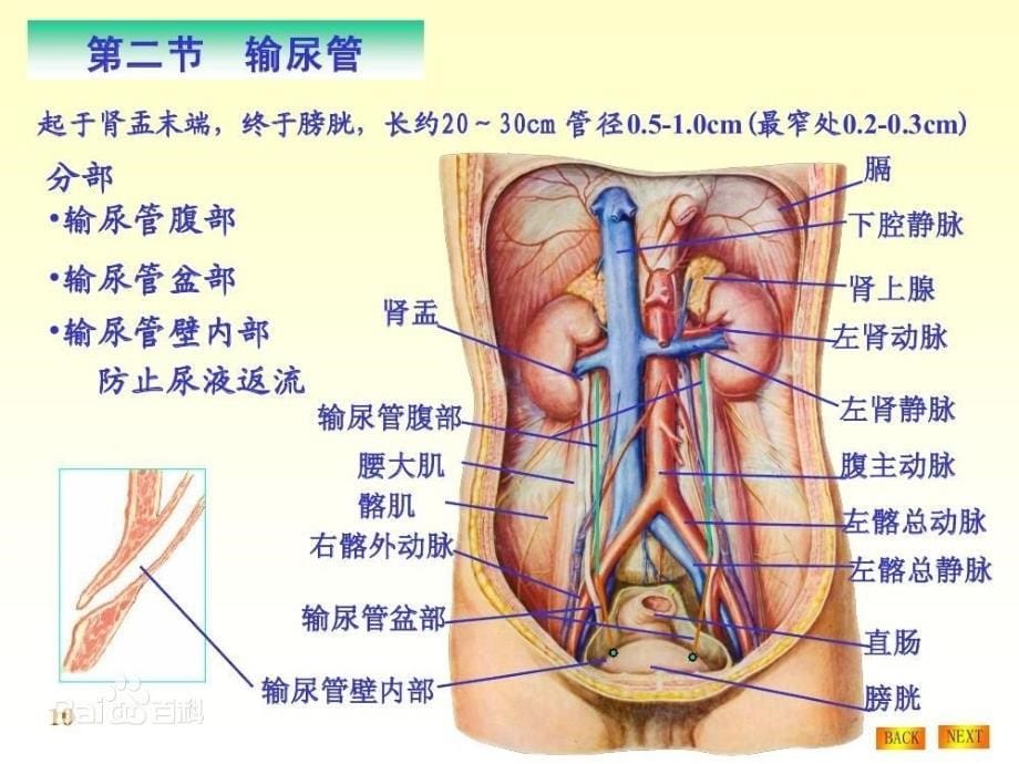 输尿管狭窄段切除与膀胱吻合术       手术配合_第5页