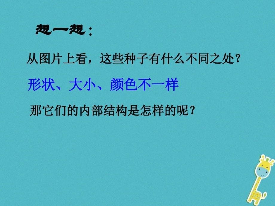 七年级生物上册 3.5.1植物种子的萌发课件 （新版）苏教版_第5页