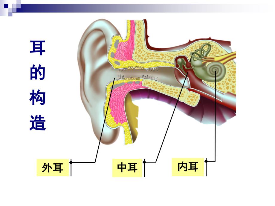 耳朵的结构及功能概况_第4页