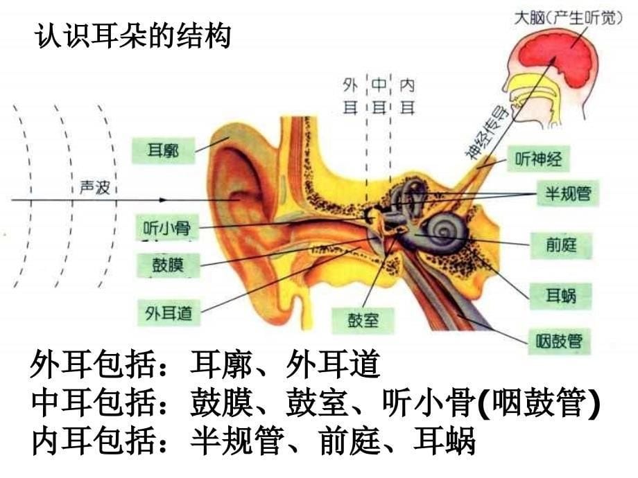 耳朵的结构及功能概况_第5页