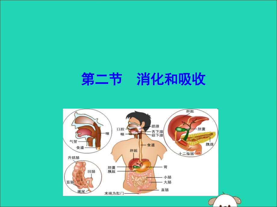 2019版七年级生物下册 第四单元 生物圈中的人 第二章 人体的营养 2 消化和吸收教学课件 新人教版_第1页