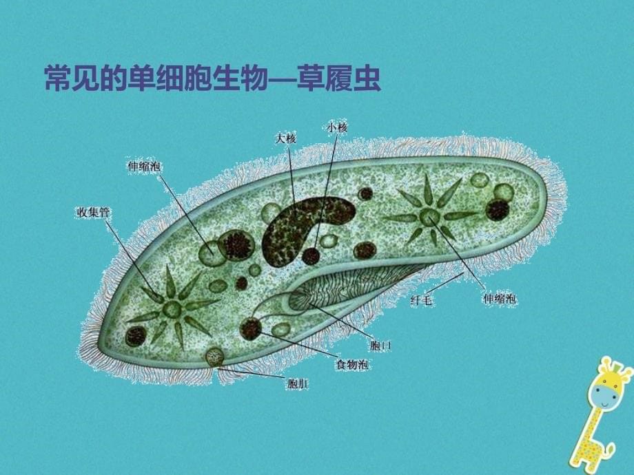 七年级生物上册 2.4.1单细胞生物课件 （新版）苏教版_第5页