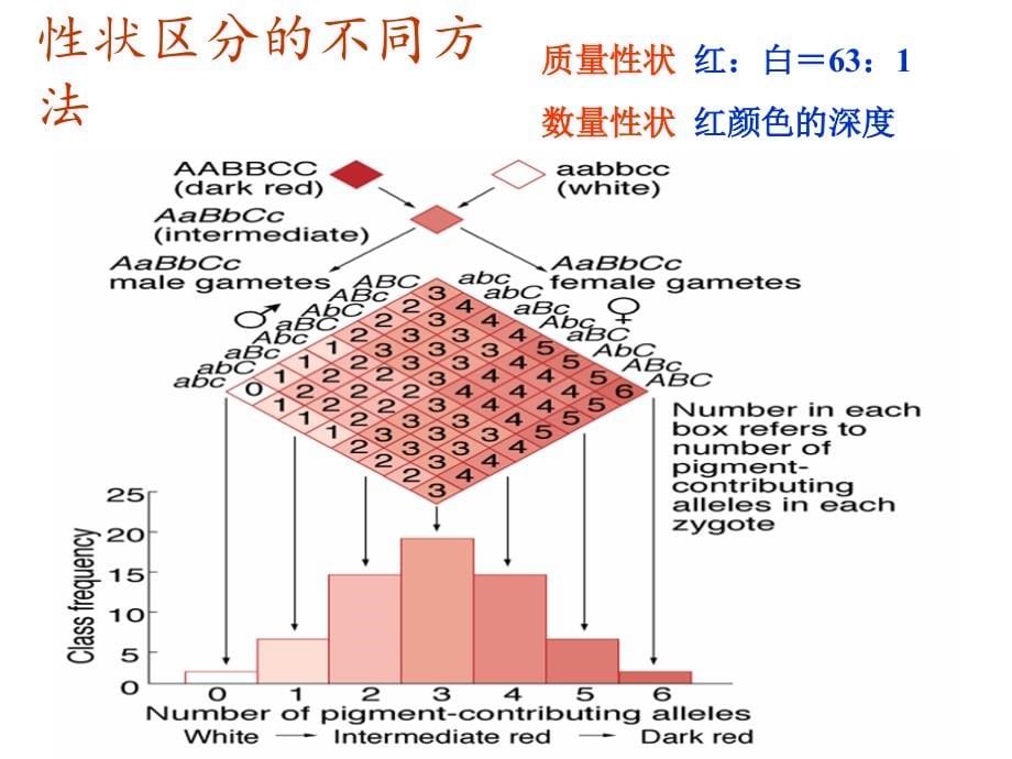 项目四--数量性状的遗传1_第5页