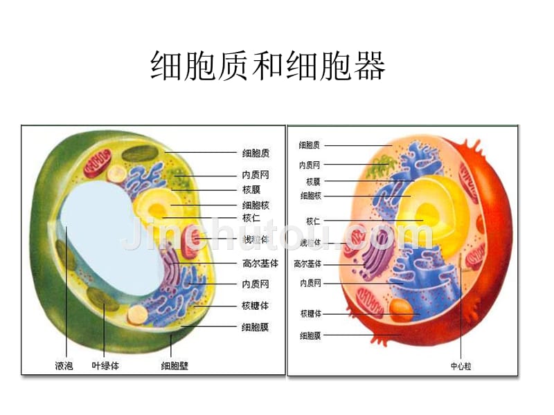 细胞质和细胞器细胞核_第1页