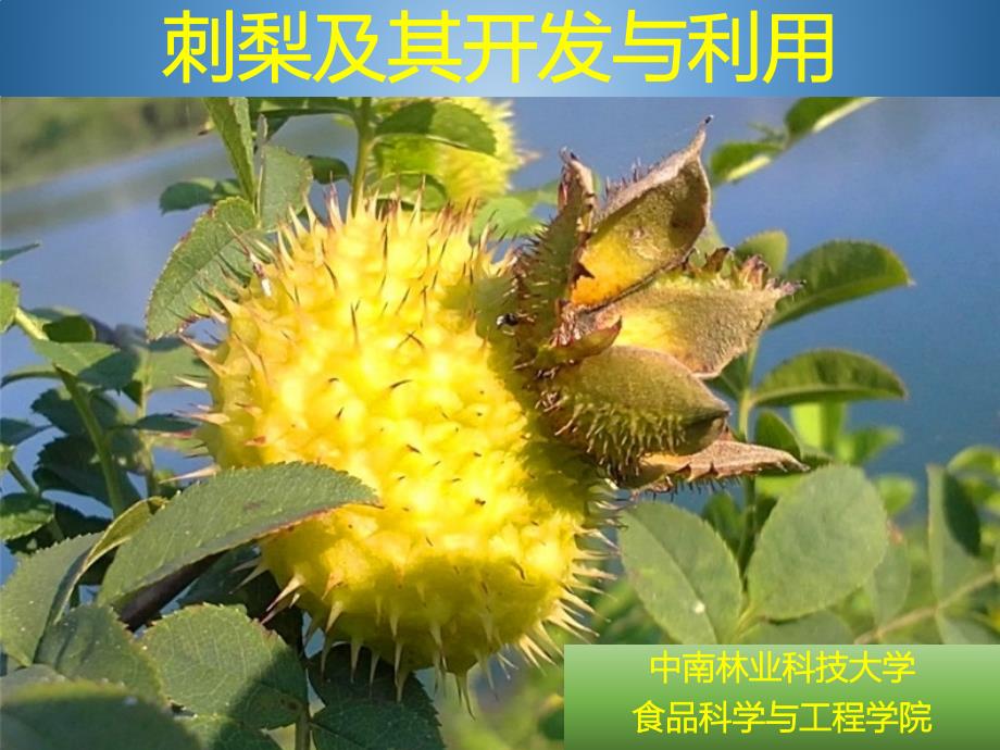 刺梨及其相关食品_第1页