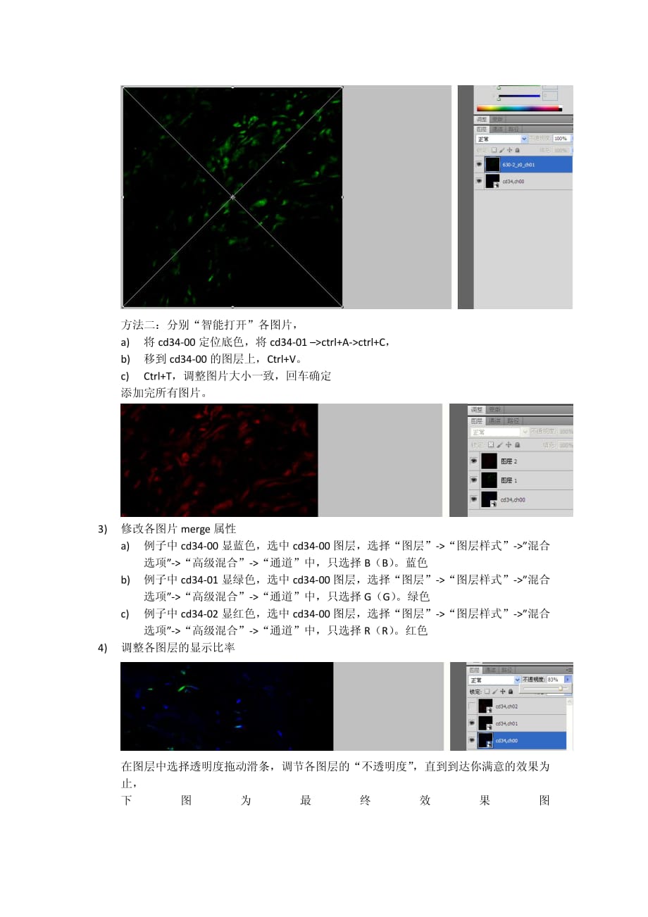 如何merge融合免疫荧光图片_第2页
