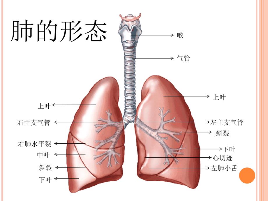 肺(系统解剖)_第3页