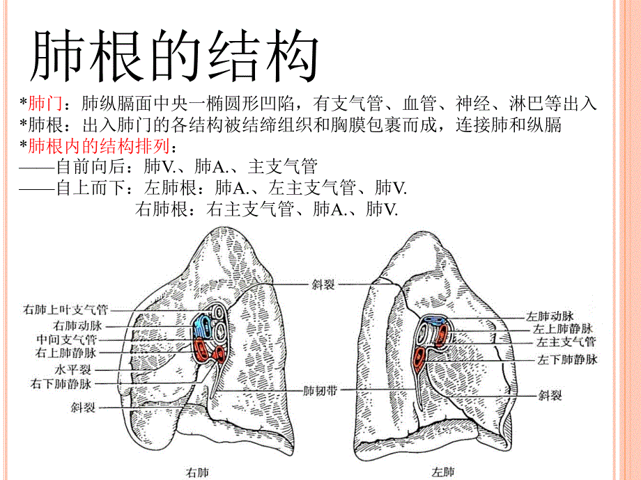 肺(系统解剖)_第4页