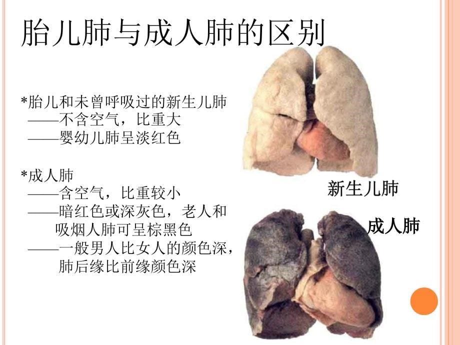 肺(系统解剖)_第5页