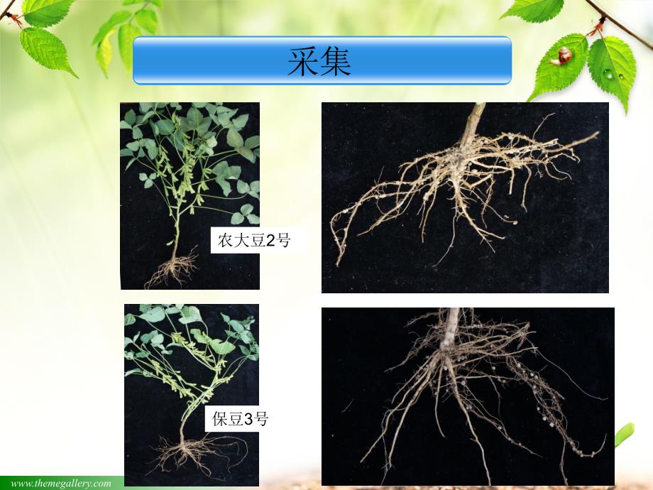 根瘤菌的分离与鉴定_第3页