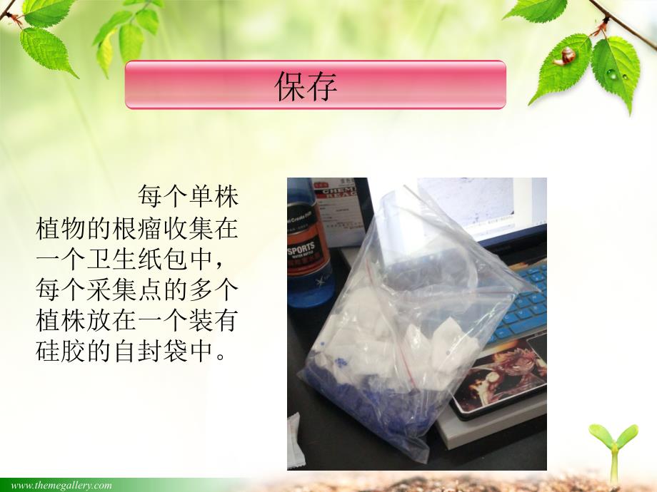 根瘤菌的分离与鉴定_第4页