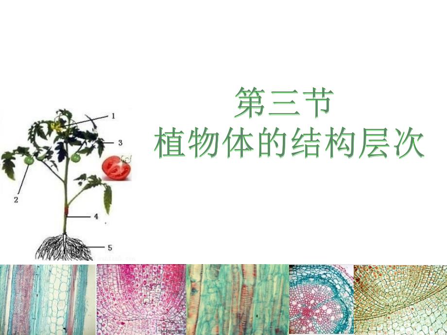 植物体的结构层次--课件_第1页