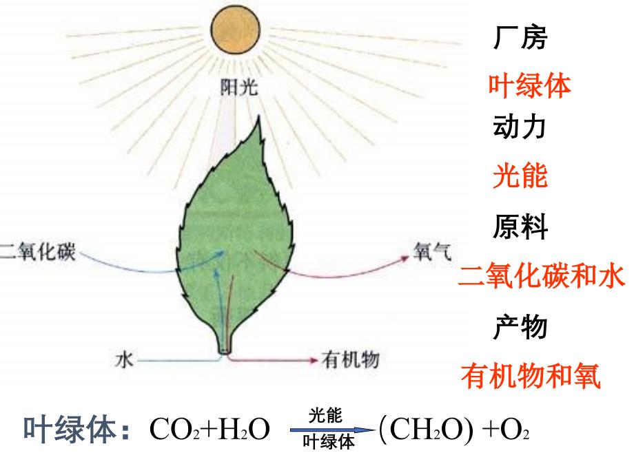 光合作用的意义_课件_第3页