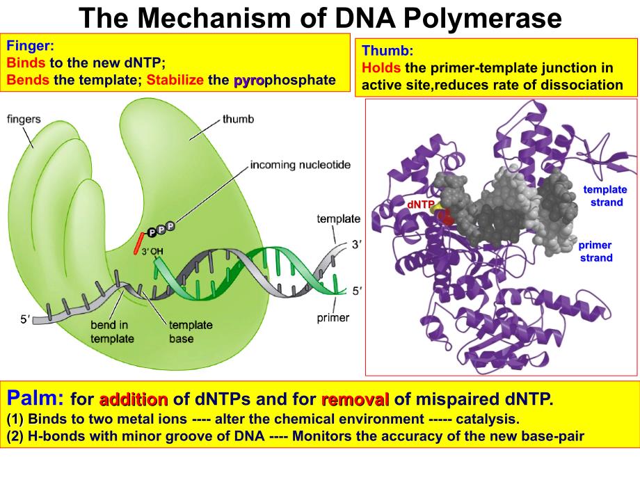 现代分子生物学之dna复制_第4页