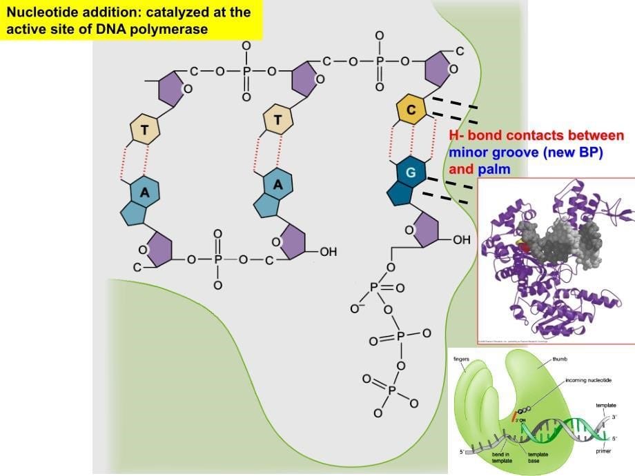 现代分子生物学之dna复制_第5页