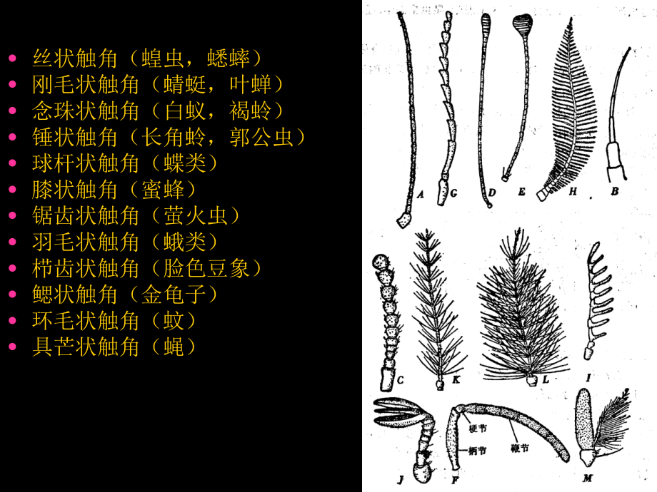 昆虫的形态、解剖与分类_第4页