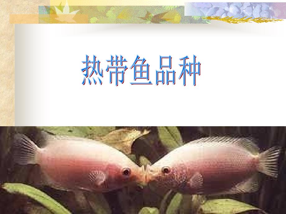 8热带鱼的常见品种.ppt_第3页