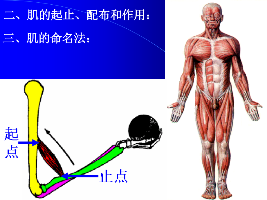 解剖课件4肌学_第4页