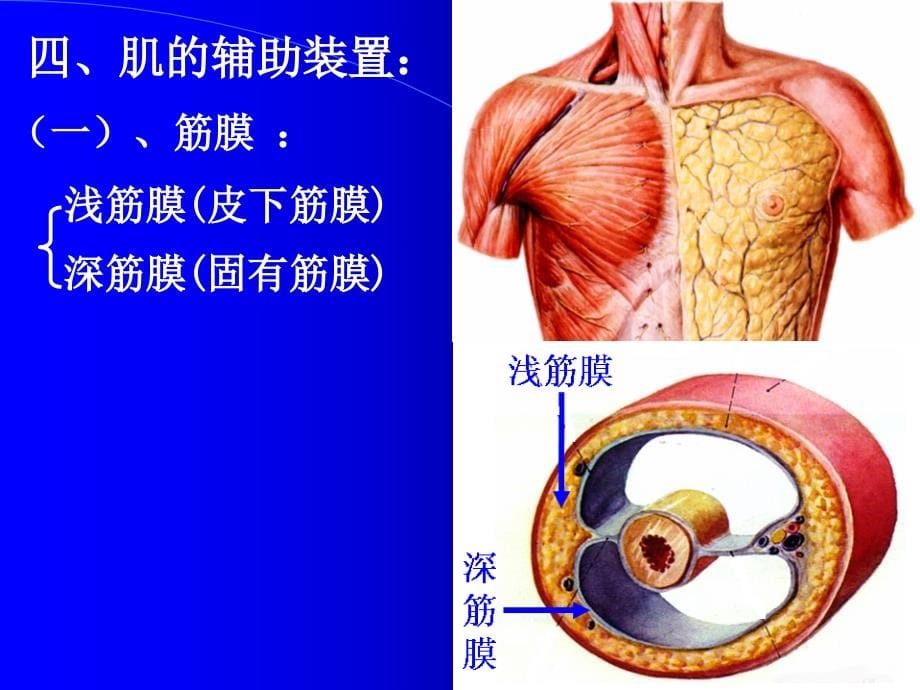 解剖课件4肌学_第5页