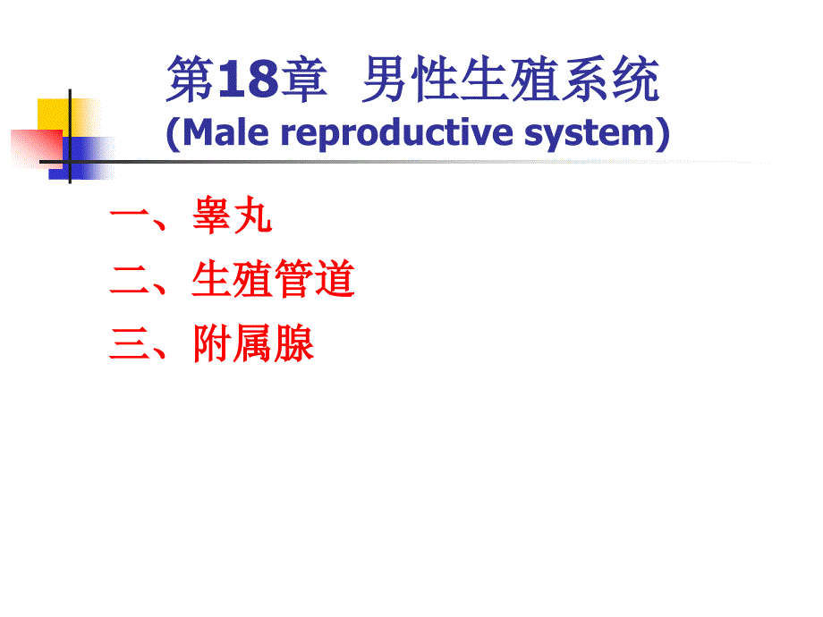 组胚课件2013级13.男性生殖系统_第2页