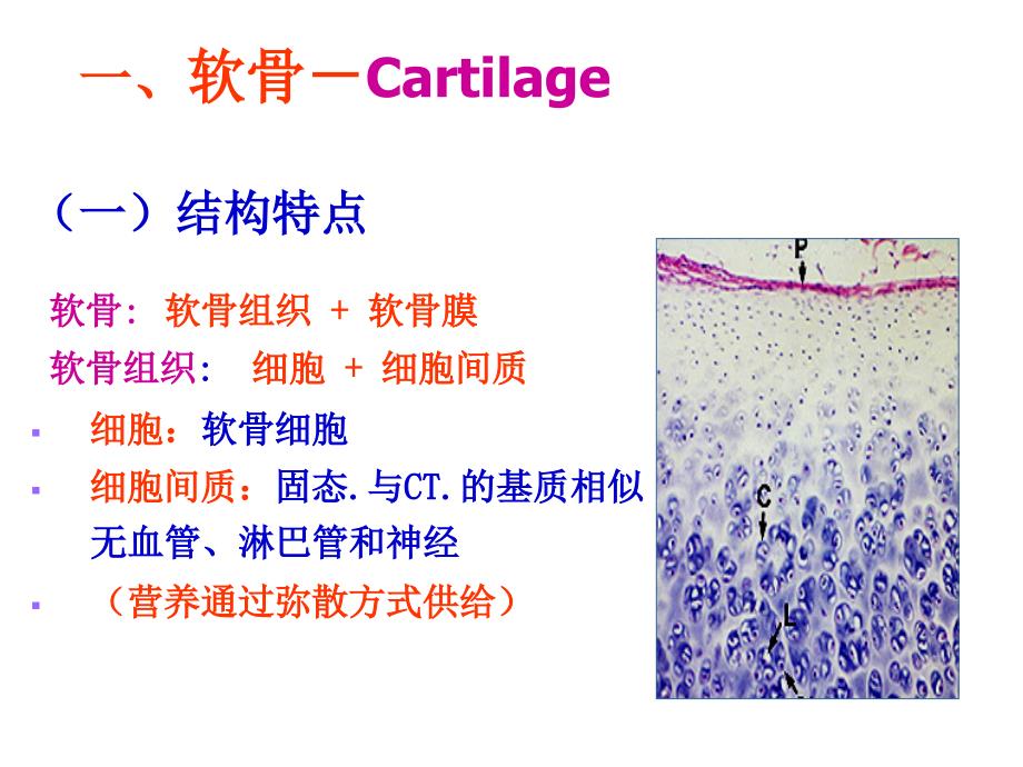 组胚课件2013级4.软骨骨_第3页