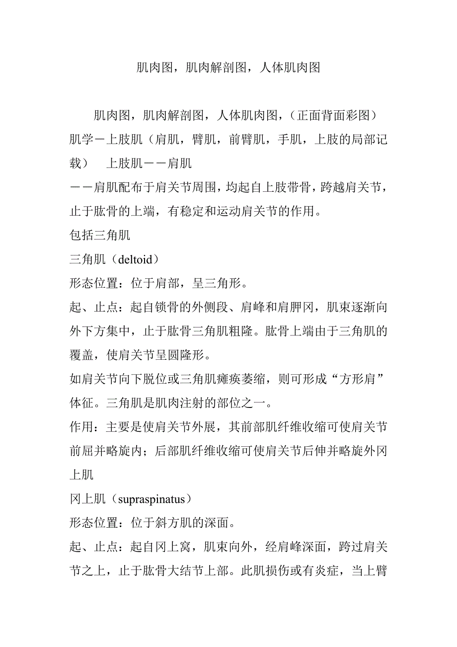 肌肉图-肌肉解剖图-人体肌肉图_第1页