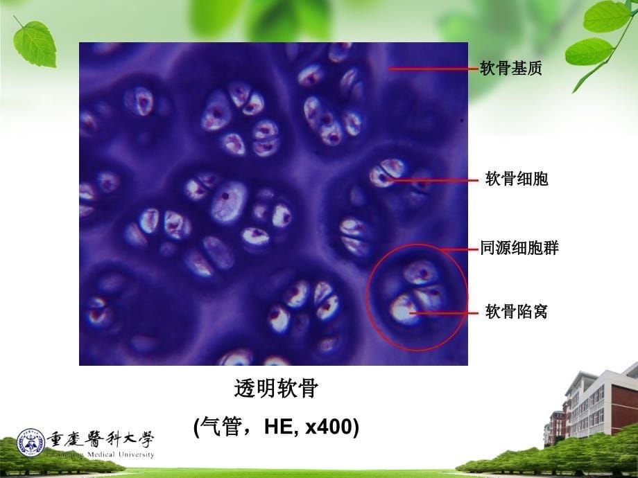 组织胚胎软骨与骨_第5页