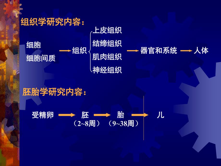 组织学与胚胎学课件绪论课件_第3页