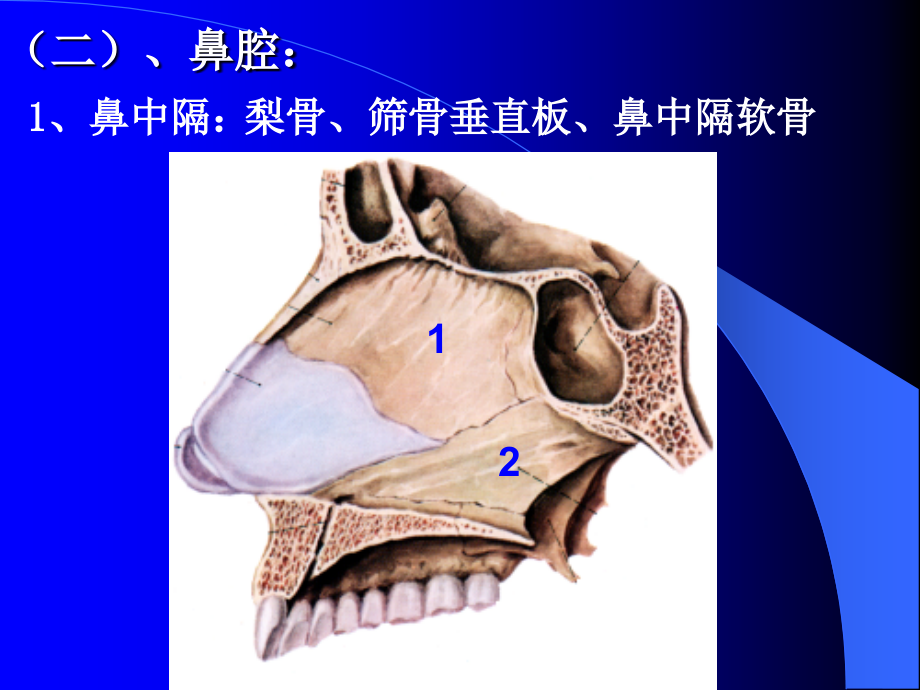 解剖课件6呼吸系统_第4页