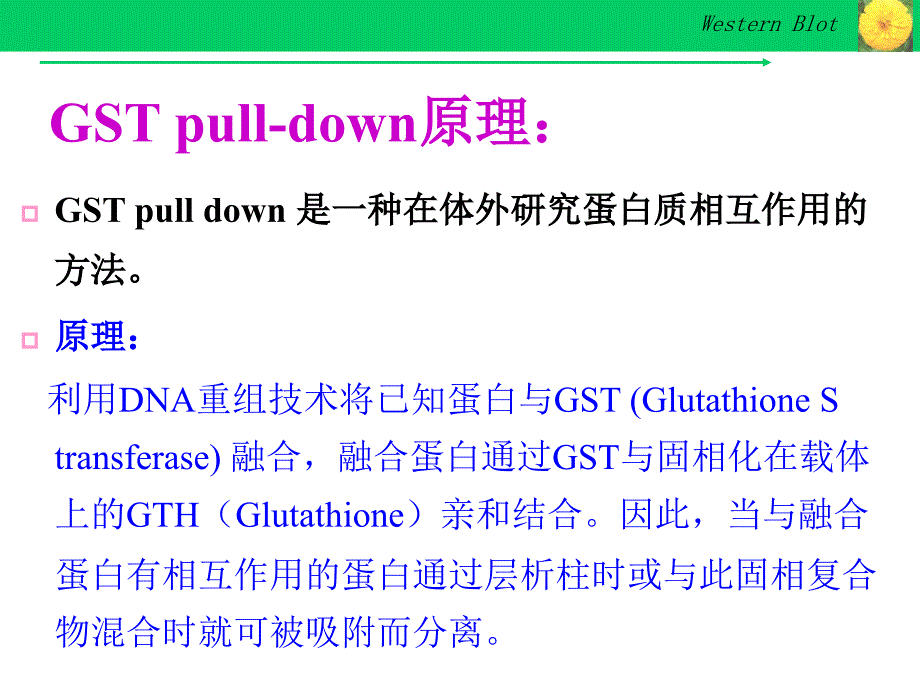 GST-pull-down实验技术_第3页
