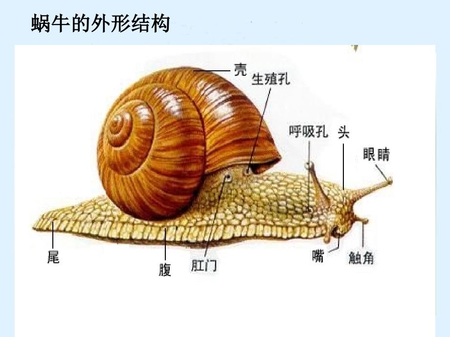 科学三上蜗牛课件_第2页