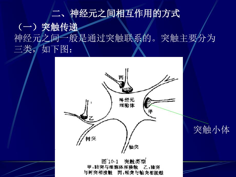 解剖生理学神经系统生理7章节_第3页