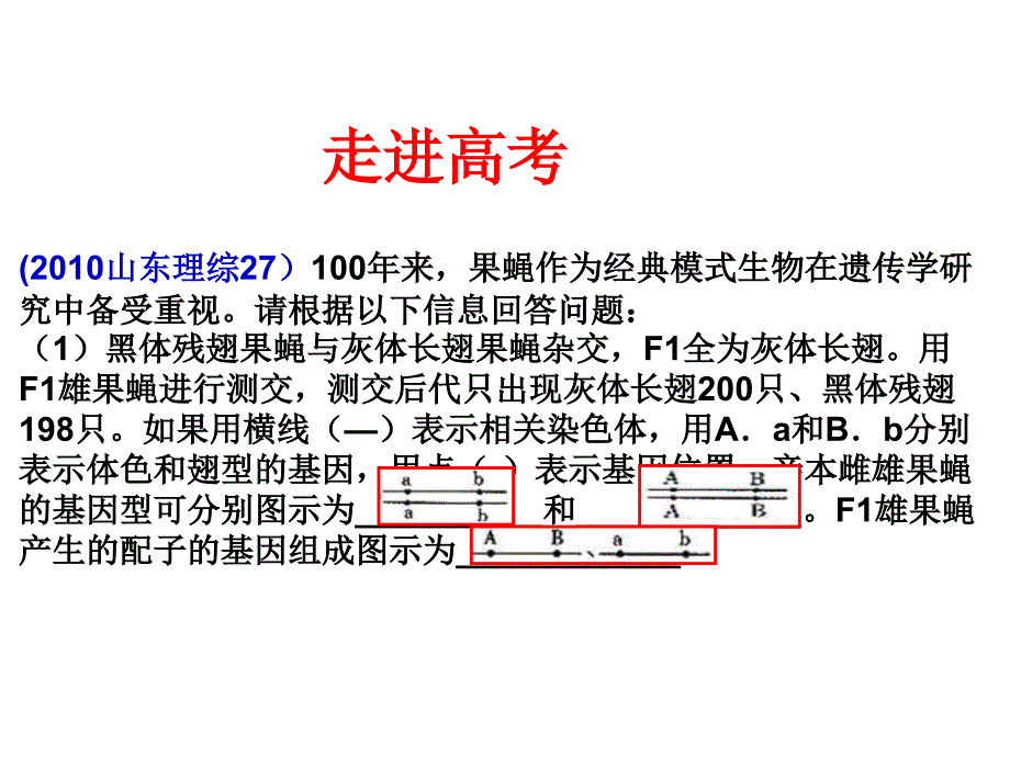 自由组合1课件_第1页