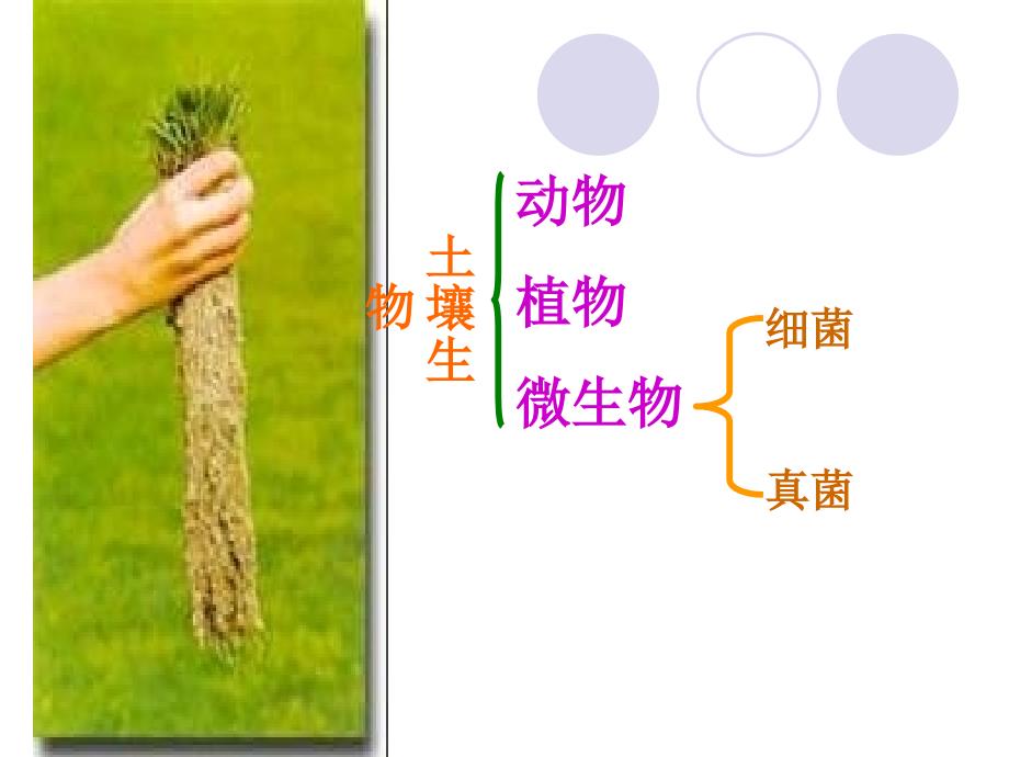 科学八年级下册课时课件4.1.2土壤的成分_第2页