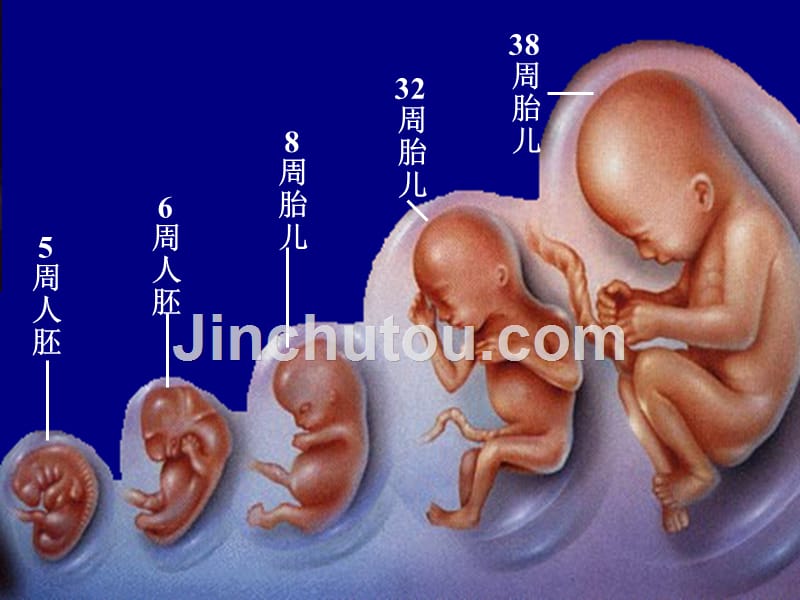 组胚课件2013级15.人体胚胎发育总论_第4页