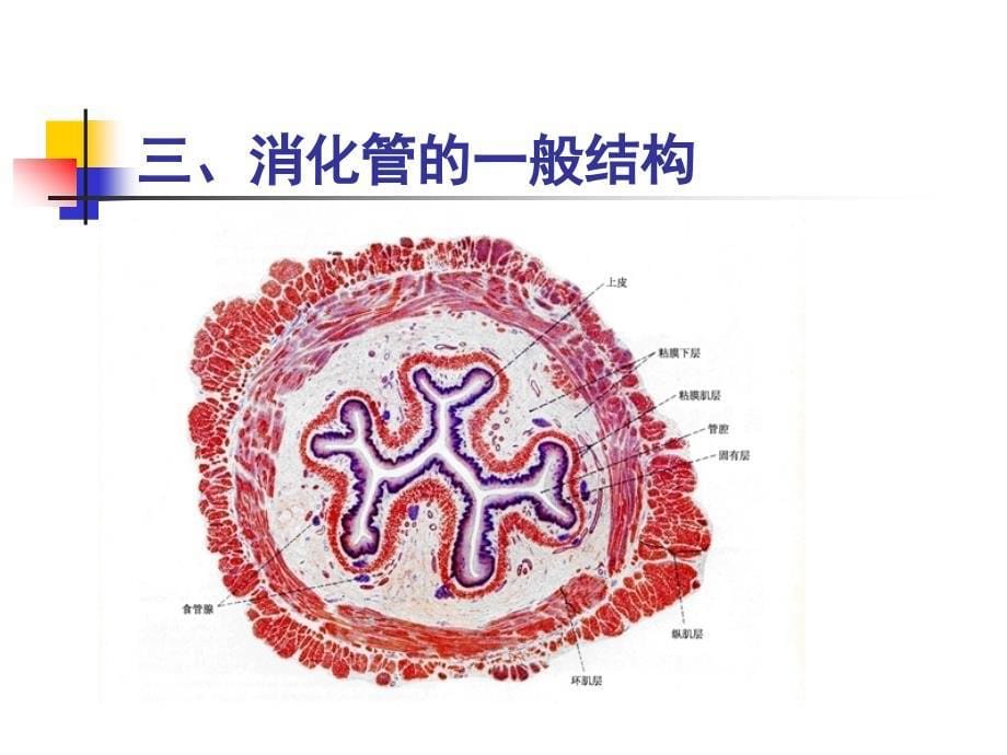 组胚第14章消化管_第5页