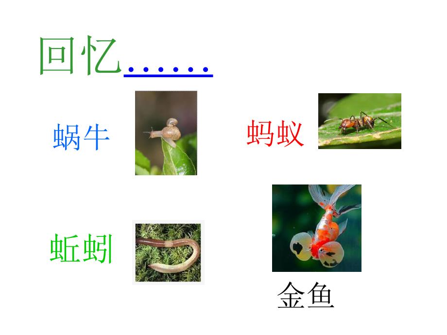 科学三年级上册第二单元小学科学三年上册第二单元动物有哪些共同的特点的_第2页