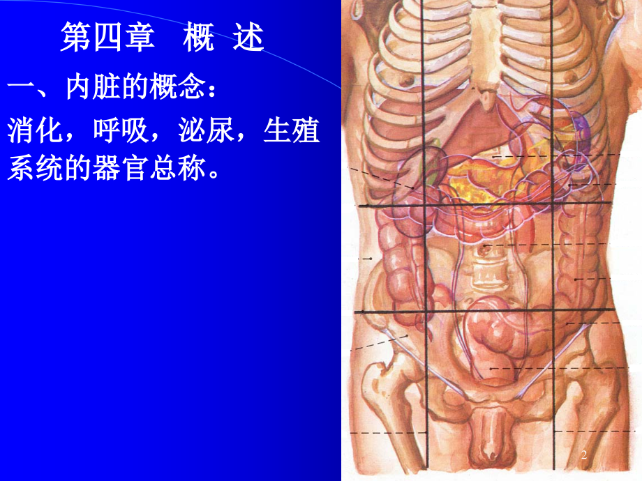 解剖课件5消化系_第2页