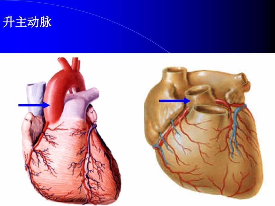 解剖课件11动脉_第5页