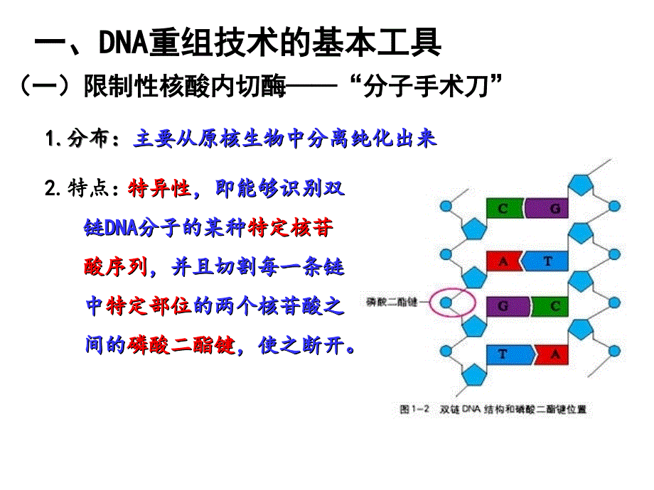 高中生物选修三-专题一-基因工程_第2页