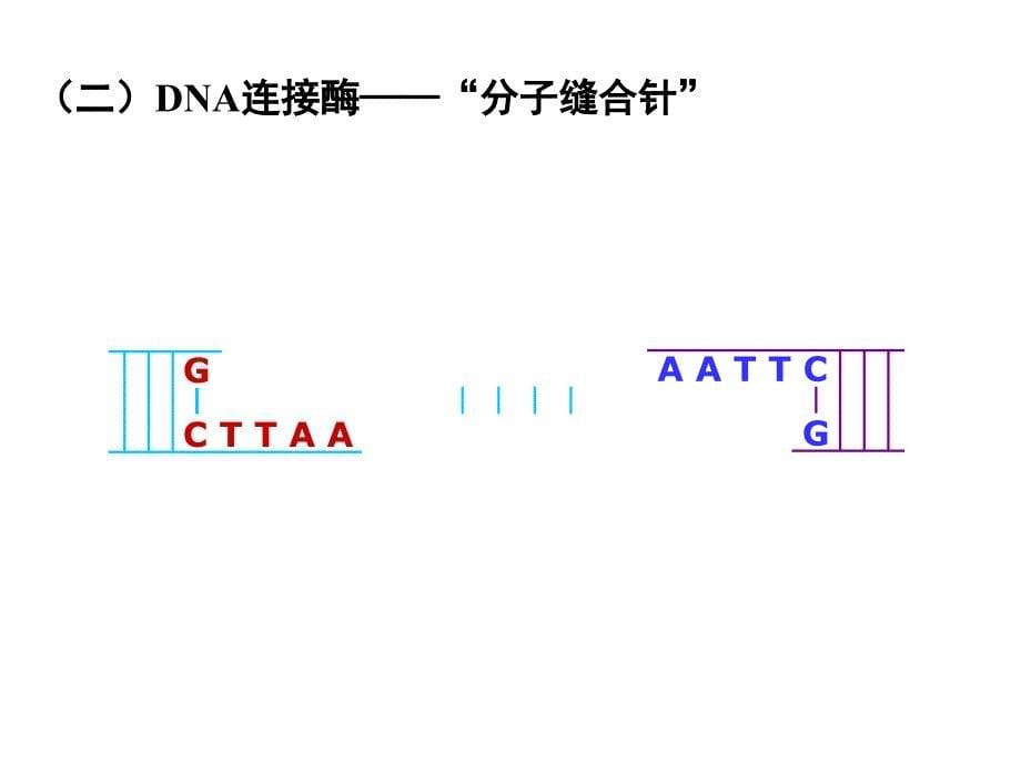 高中生物选修三-专题一-基因工程_第5页