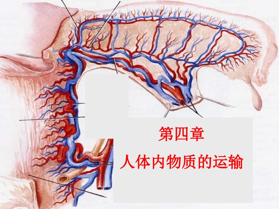 七年级生物下册 第四单元第四章第节 流动的组织&mdash;血液课件 （新版）新人教版_第2页