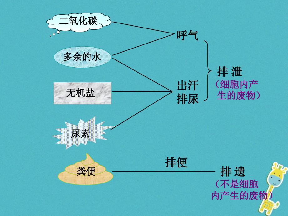 七年级生物下册 第四单元 第五章 人体内废物的排出课件4 （新版）新人教版_第2页