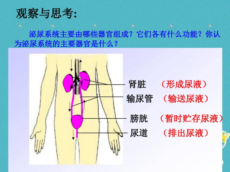 七年级生物下册 第四单元 第五章 人体内废物的排出课件4 （新版）新人教版_第4页