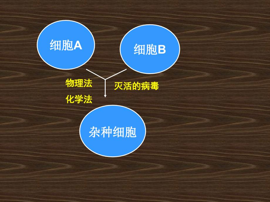 高三-动物细胞工程_第4页