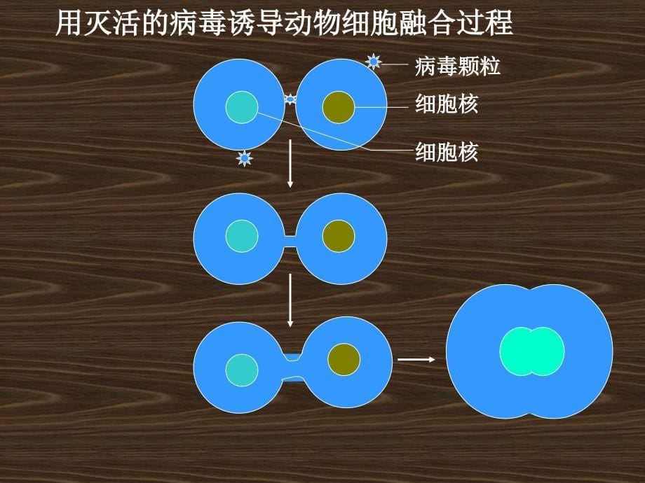 高三-动物细胞工程_第5页