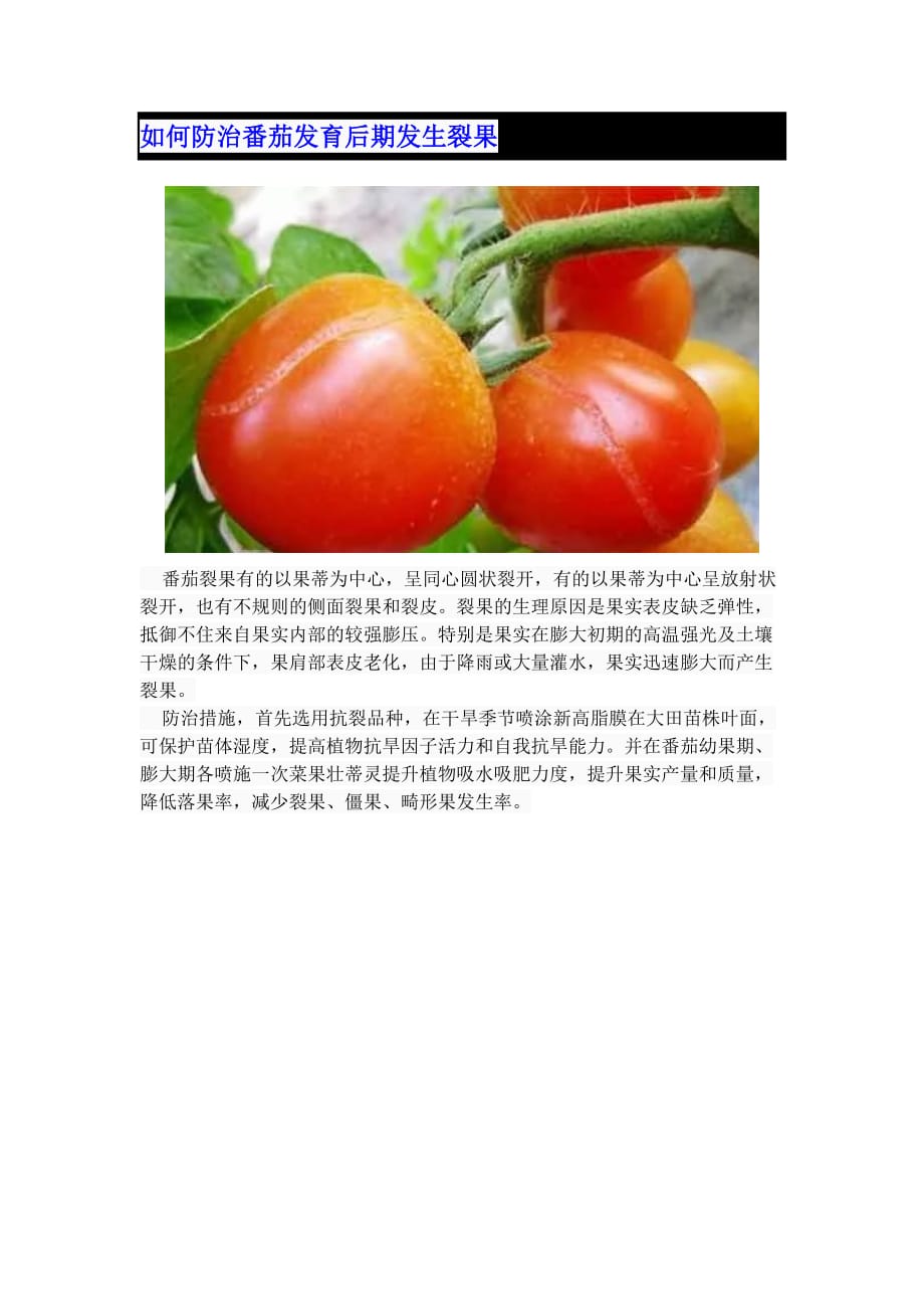 如何防治番茄发育后期发生裂果_第1页